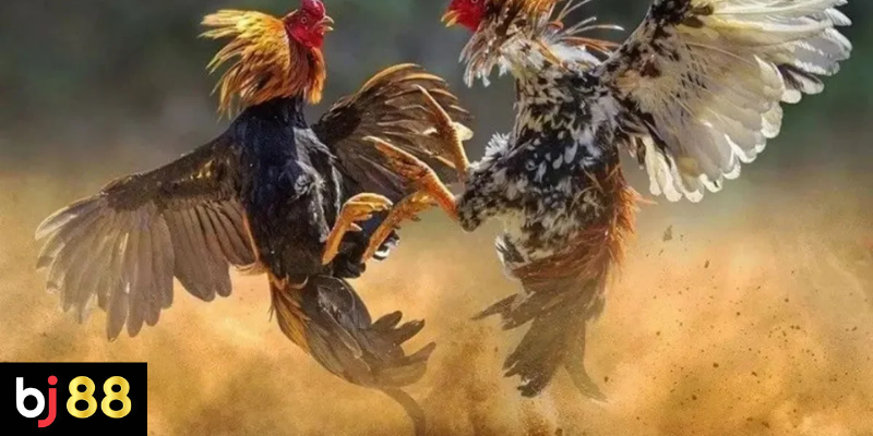 Cách chọn gà đá hay dựa trên đặc điểm chiến kê 4 Các Tiêu Chí Quan Trọng Khi Chọn Gà Đá Uy Tín Trên BJ88